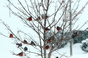 snow-winter-landscape-travel-pictures-06-29-0864806_29847_600x450