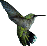Hummingbird