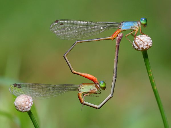 damselflies-heart-shape