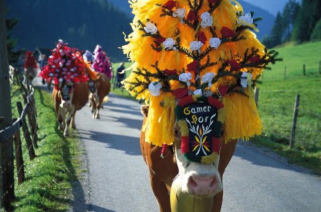 Zum Almabtrieb in die Kitzbüheler Alpen